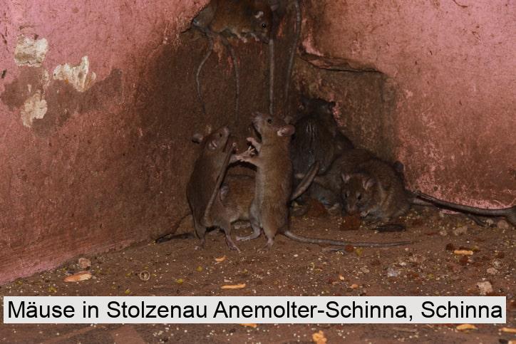 Mäuse in Stolzenau Anemolter-Schinna, Schinna